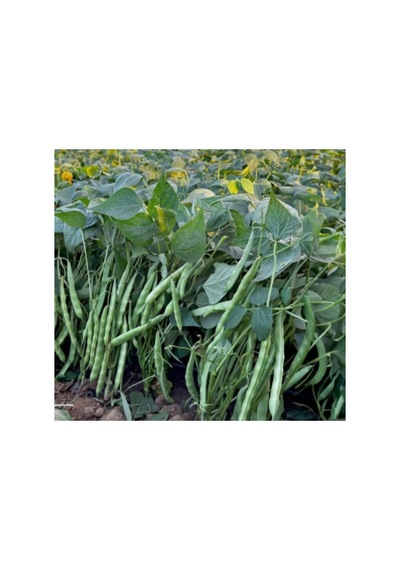 Profesyonel Magnum Fasulye Tohumu - 25 Gram
