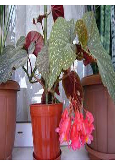 Çok Avantajlı Çilli Begonya 8.5 Saksıda Begonia Corollina Mini Boy Bol Dallı Iç Mekan Bitkisi