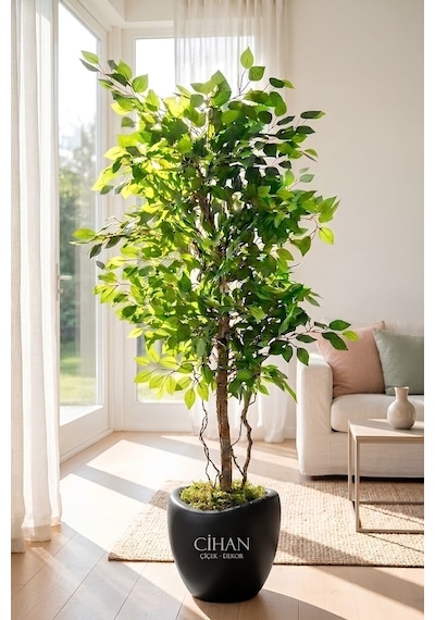 Premium Yapay Yeşil Benjamin Ağacı 150 Cm - 32 28.5 Plastik Lale Saksılı Beyaz