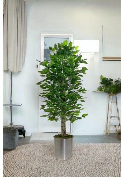 Yapay 150cm Benjamın Yogun Yaprak Metal Saksı Yeşil
