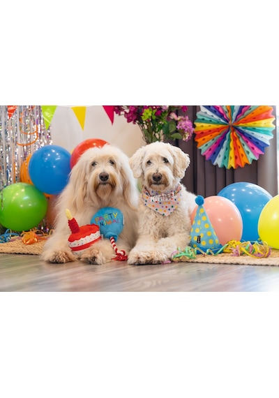 Hnrlıshp Beeztees Köpek Oyuncağı, Parti Balonu, Peluş, Mavi, 39x13x7,5cm
