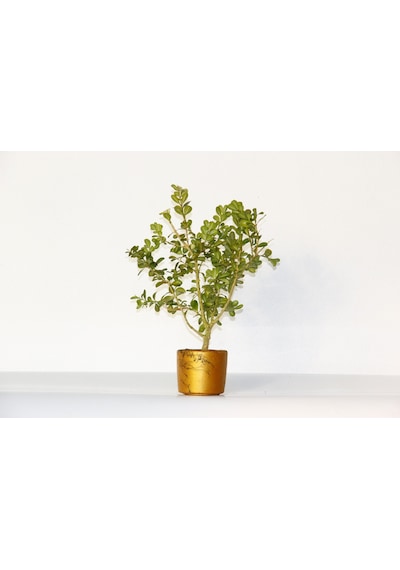 BONSAİ BUXUS 2 ADET - HEDİYELİK BONSAİ (Orange Saksı)
