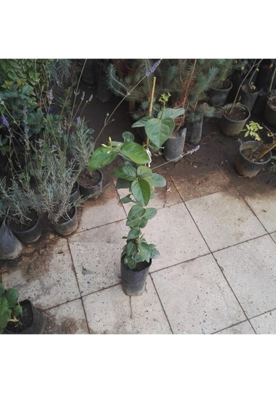 Mis Kokulu Ful Arap Yasemini Fidanı Tüplü Tırmanıcı Her Mevsim Dikilebilir
