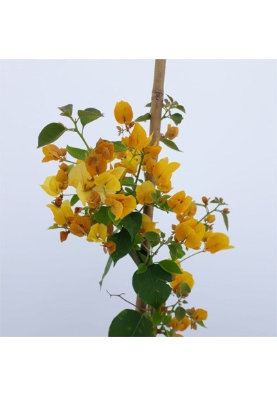 Sarı Begonvil 90 100 Cm Bougainvillea