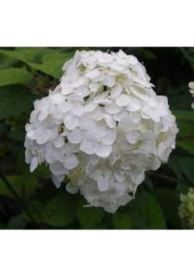 Ortanca Fidanı Hydrangea Macrophylla , Beyaz