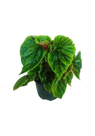 Yağlı Begonya Fidanı 10-20 Cm Begonya Thurstonı