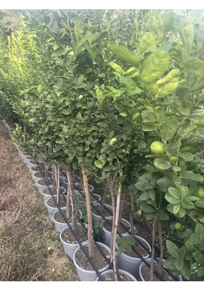 Saksıda ,meyve Veren ,aşılı Meksika Lime Limon Fidanı Boy 150-180cm
