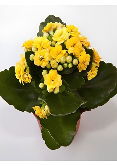Sarı Kalanşo Emel Hanım Çiçeği 1 Adet Saksıda 15-25cm Çiçekli Bodur Bitki Kalanchoe