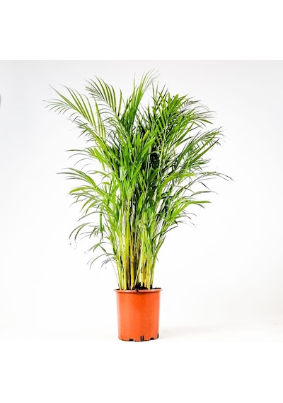 Areka Palmiyesi 170-180 Cm -  Salon Ofis Bitkisi 6343