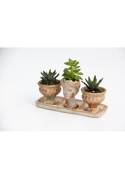 Trio Helen Orange Sukulent Seti - Haworthia Pumila. Echeveria