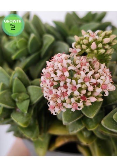 Crassus Springtime Multi Form 1 Adet