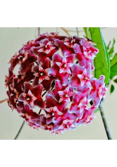Hoya Pubicalyx 120-150 Cm Kokulu Mum Çiçeği Bitkisi