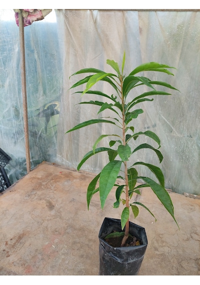 Canistel Fidanı 3 Yaş 40-50 Cm Çok Nadir