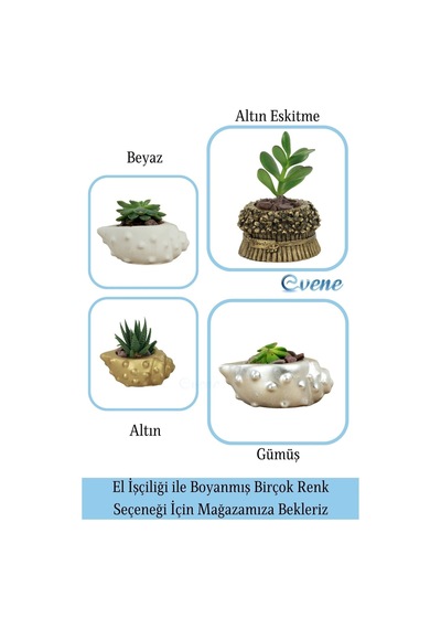 Mini Çiçek Saksı Küçük Sukulent Kaktüs Saksısı Deniz Kabuğu Model - Beyaz