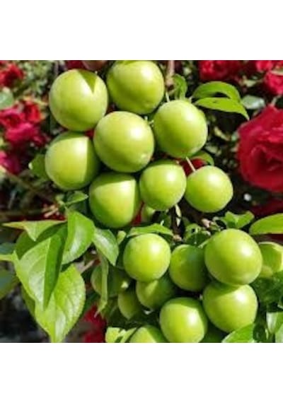 5 Li Açık Kök Yaz Meyvesi Fidanı Paketi