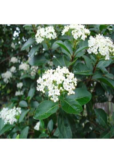 Tüplü   Kartopu Fidanı - Viburnum Lucidum Ağacı