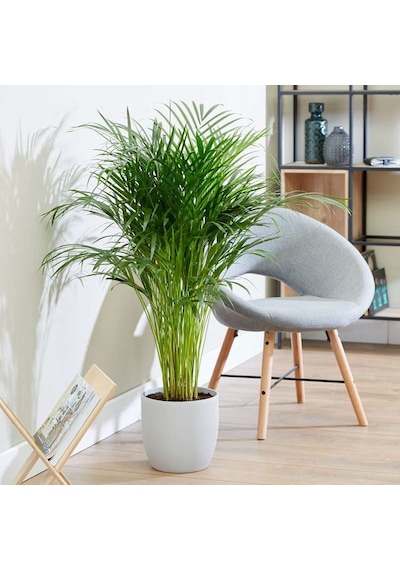 Areka Palmiyesi 80-100cm