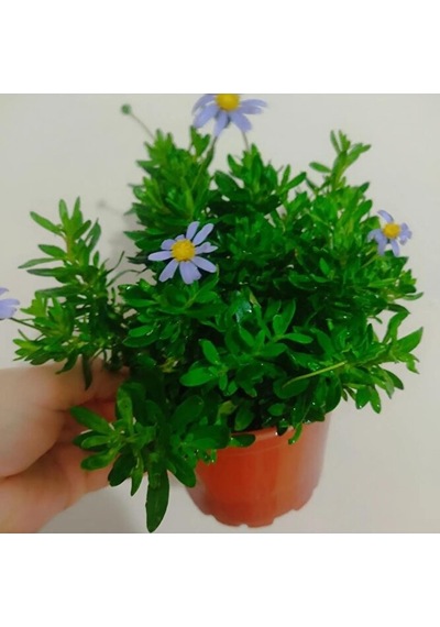 Felisya Çiçeği - Mavı Papatya 25-35cm Saksılı Çok Köklü