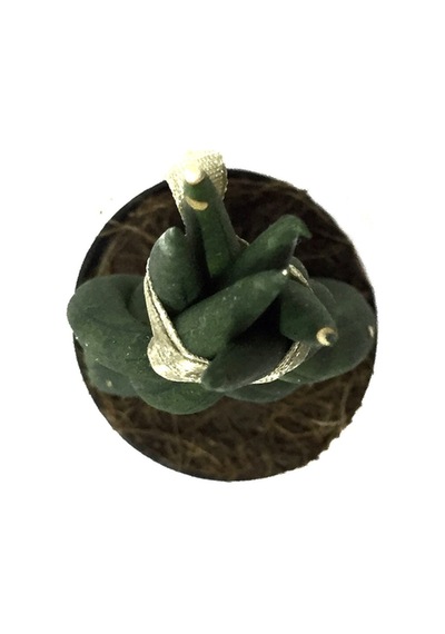 Sansevieria Gevlochten (Paşa Kılıcı) Ø5,5 CM Y10-15 CM