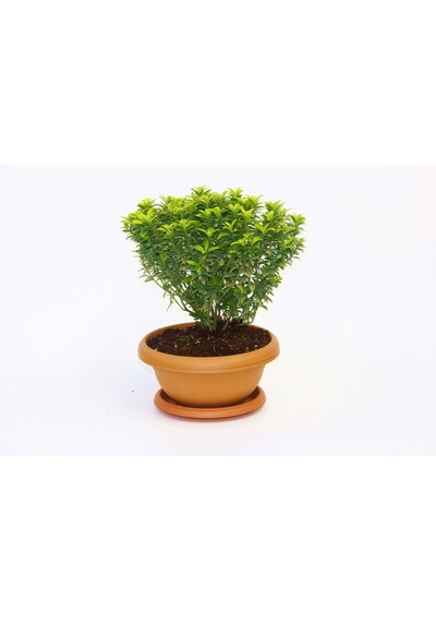 Bonsai Euonymus Microphyllus Aurea Fidanı - 5 Adet