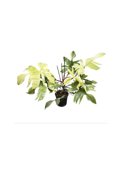 Philodendron 'florida Ghost'