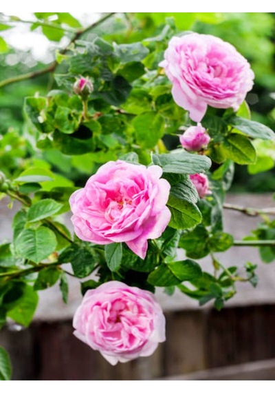 Yediveren Pembe Renkli 30 50 Cm 3 Adet Tüplü Aşılı Gül Fidanı Pink Rose