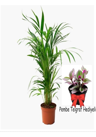 Videolu Pembe Telgraf Hediyeli 1 Adet Areka Palmiyesi Saksılı 20-40cm İç Mekan Ofis Bitkisi