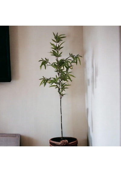 T.concept Dekoratif Yapay Bambu Dal 160 Cm 1 Adet