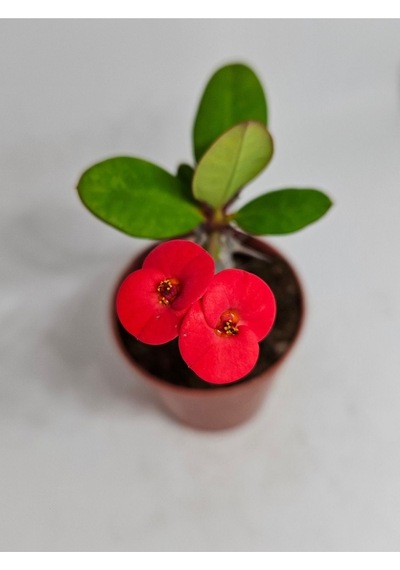 Euphorbia Milii Kırmızı Çiçek Açan Kaktüs 5,5cm Saksılı-9093147202025