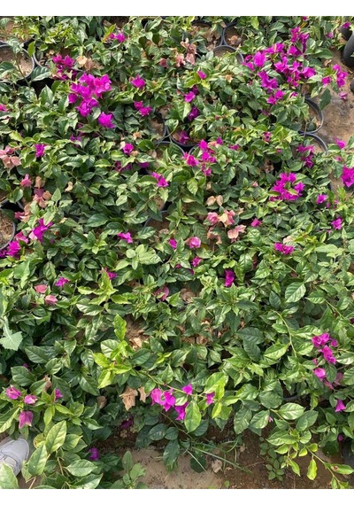 Canlı Dolgun Formlu Mor Renk Begonvil Çiçeği 40-60cm Purple Bougainvillea