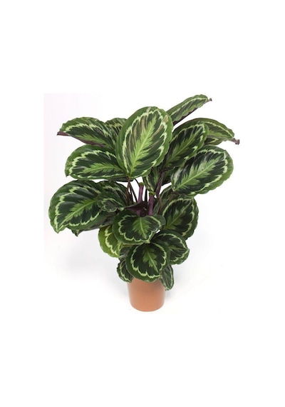 Dua Çiceği calathea