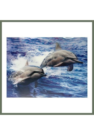 Bezos 3 Boyutlu Resim Sevimli Yunuslar İkili Yunus Resmi Tablosu 30x40 Cm Bezos1