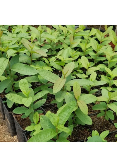 Bodur Pembe Guava Fidanı. Saksıda