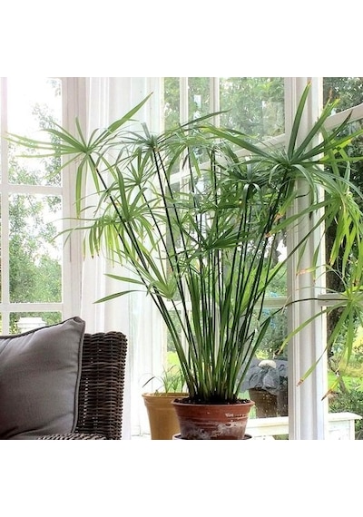 Japon Şemsiyesi - Cyperus Alternifolius 20-40 cm