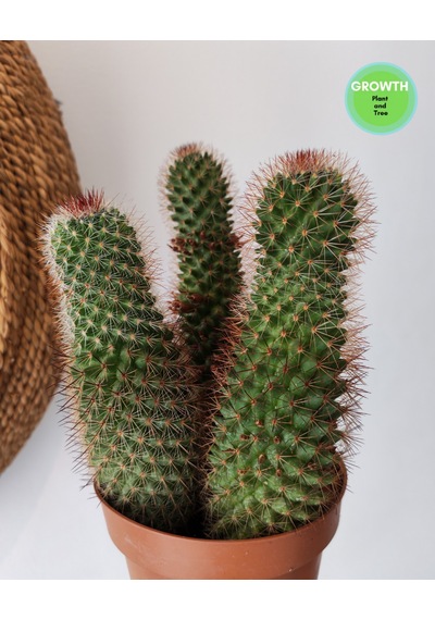 Mammillaria Spinosissima Group 1 Adet