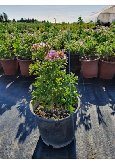 Itır Pelargonium Graveolens