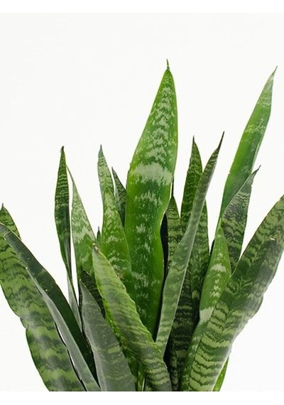 Serada Decor Plant Yeşil Kılıç Çiçeği Bol Köklü 40-60 Cm İç Mekan Bitkisi Hava Temizleyen Bitki