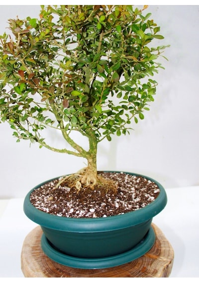 Bonsai Buxus 7 Yaşında