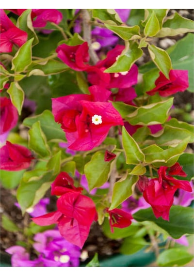 Begonvil Sarmaşığı-kırmızı Bougainvillea