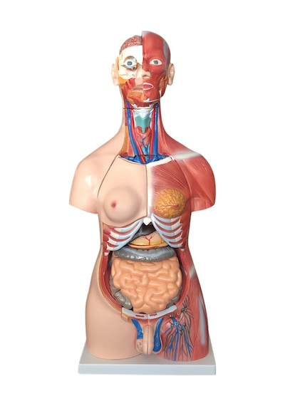 Kaslı Torso Modeli - Çift Cinsiyetli. 85 Cm - 30 Parçalı