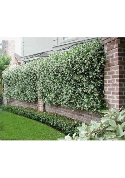 Videolu Mis Kokulu Arap Yasemini 40 50 Cm 9 Adet Saksılı /tüplü Rhyncospermum Jasminoides