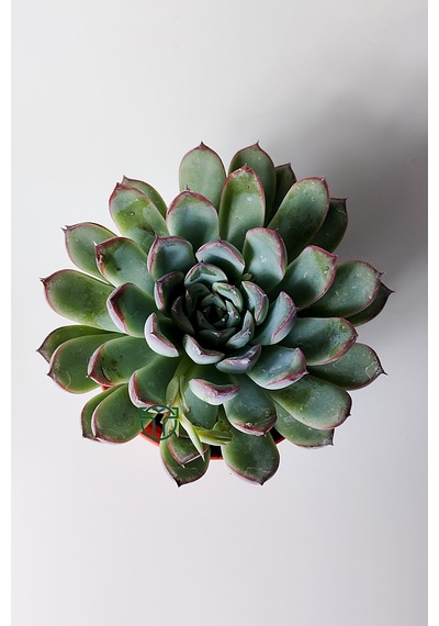Echeveria Chihuahuaensis Koleksiyonluk Sukulent 8.5 Cm Saksıda