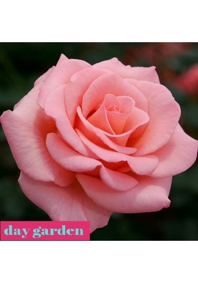 10 Adet Beyaz Gül Tohumu + 10 Adet Sebze Tohumu N114807