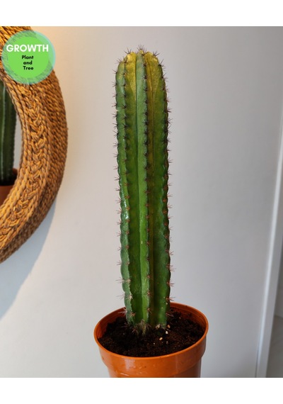 Polaskia Chiphice Columnar Kaktüs 1 Adet