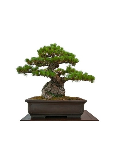 Bodur Fıstık Çamı Bonzai Ağacı Tohumu 2 Tohum + Bonsai Toh