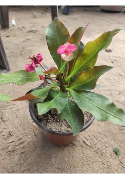 Pembe Dikenler Tacı Çiçeği Fidanı 10-20 Cm