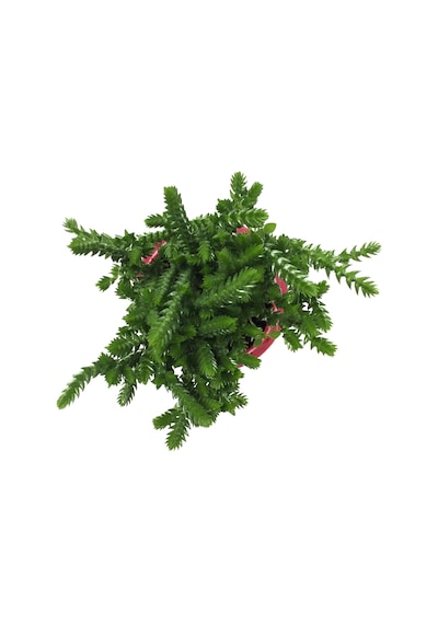 Crassula Lycopodioides (Sukulent) Ø5,5 CM Y0-10 CM