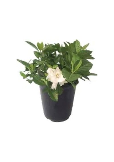 Vip Gardenya Bitkisi Mukemmel Form 25-40 Cm