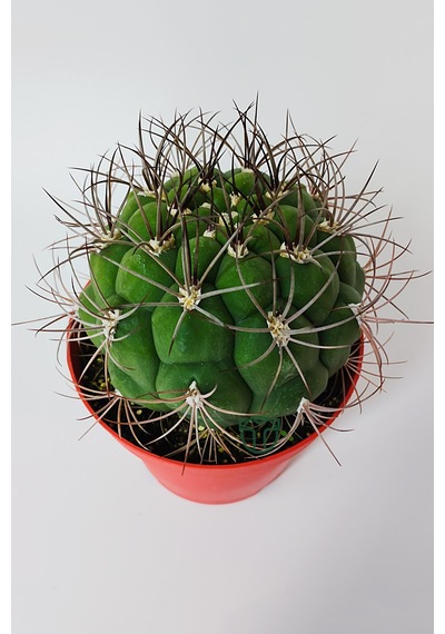 Gymnocalycium Marquezii Muhteşem Formda Büyük Boy Kaktüs