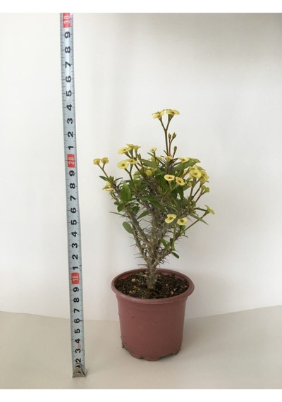 Videolu Milli Dikenler Tacı Küçük Çiçekli Sarı Renkli 15 40 Cm Saksılı Kaktüs Euphorbia